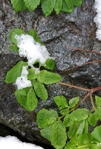 绿色的植物，叶子上的雪