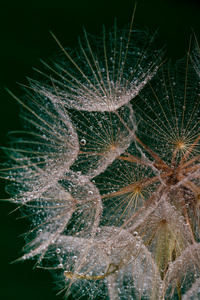 湿的 dandilion 种子