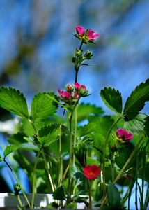 红色开花草莓