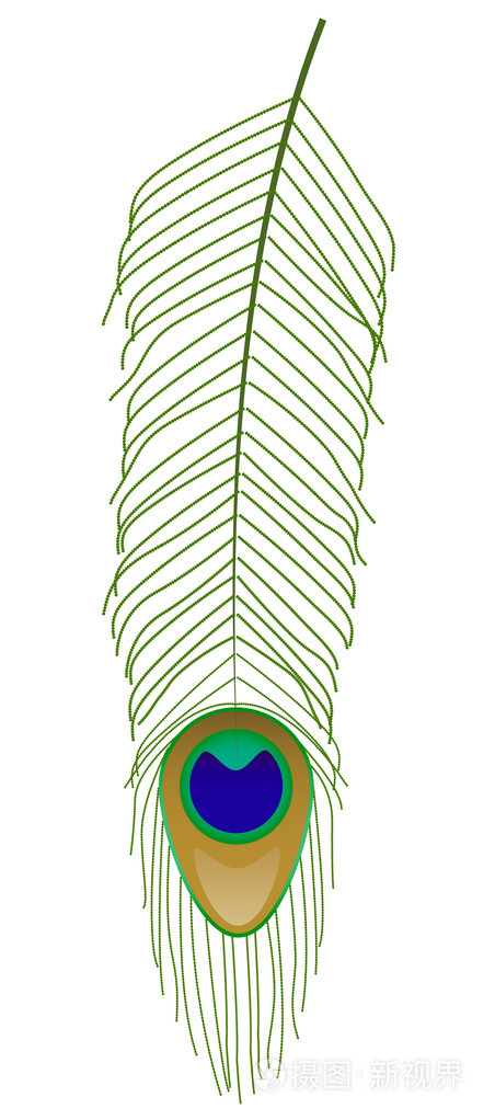 孔雀羽毛矢量插画