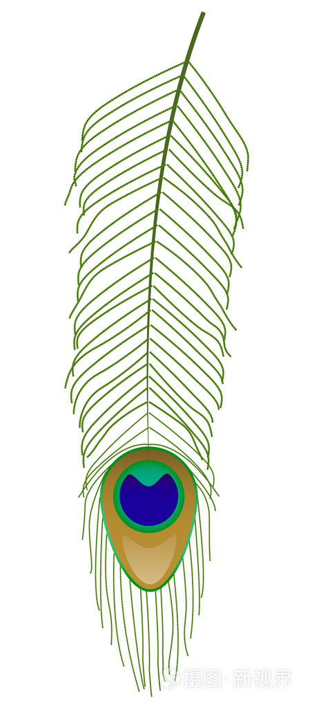 一根孔雀羽毛怎么画图片