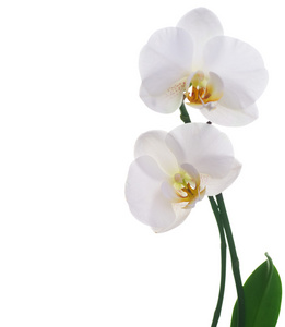 白色上隔绝的美丽白色兰花