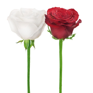 几支玫瑰。白色与红色