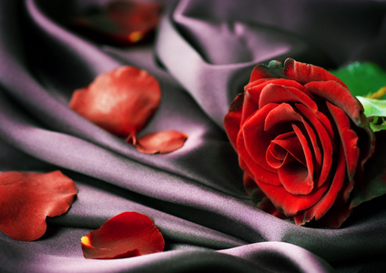 红玫瑰和丝绸