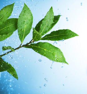 水滴和新鲜绿色的树叶照片