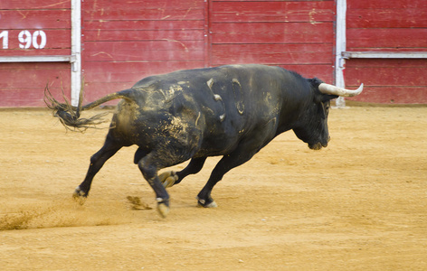勇敢西班牙公牛在斗牛
