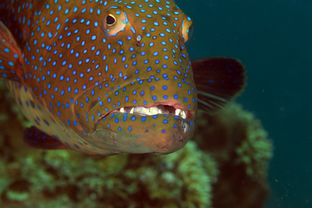 在红海 coralgrouper 特写