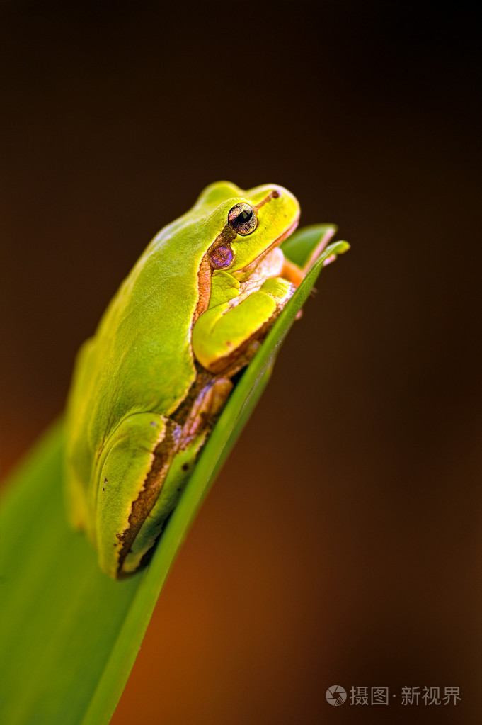 在一个分支上的青蛙