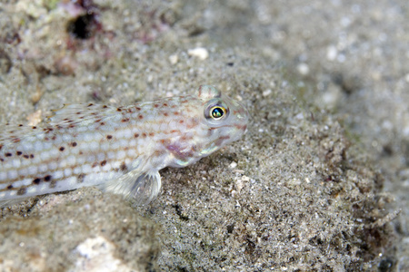 装饰鰕虎鱼 istigobius decoratus 特写