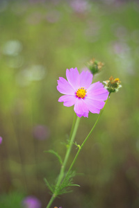 鲜花背景和纹理