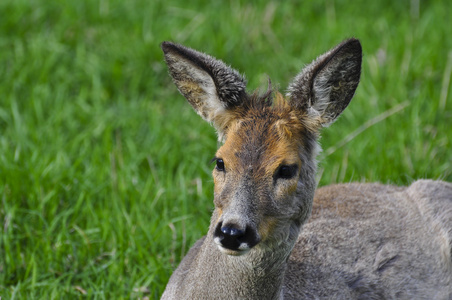 鹿角驯鹿季节自然哺乳动物头树森林吃雄性雌性动物雌性马鹿有两只小狗
