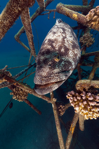 玛拉巴石斑鱼图片