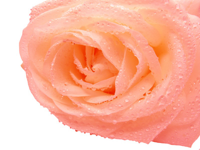 Pink  rose in dew drops