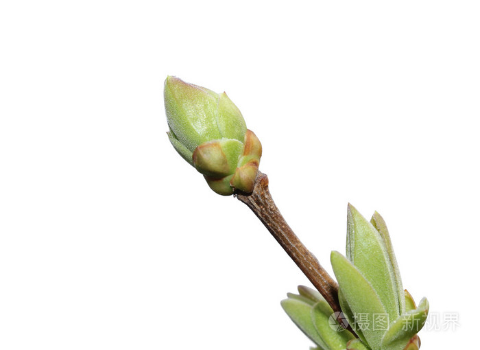 丁香树芽