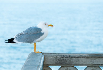 常见的海鸥