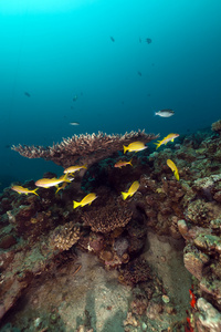 热带的鱼和珊瑚在红海