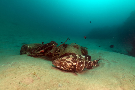 玛拉巴石斑鱼 点带石斑鱼 在红海
