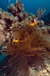 海葵和 anemonefish 在红海