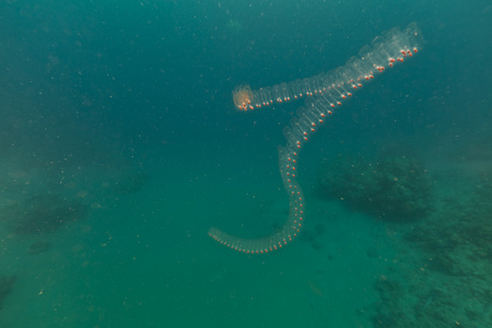 在红海的 salp 和热带珊瑚礁