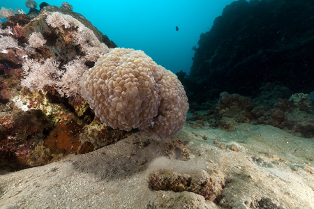 气泡珊瑚在红海