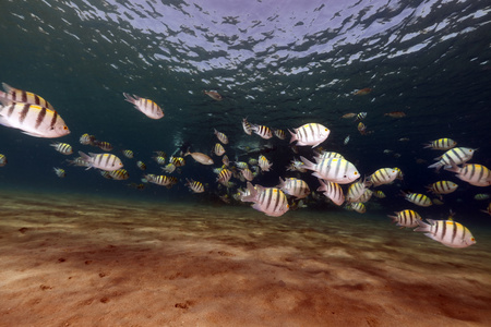 sergeantfish 和热带珊瑚礁在红海