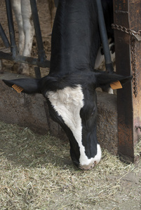 一头牛在谷仓里