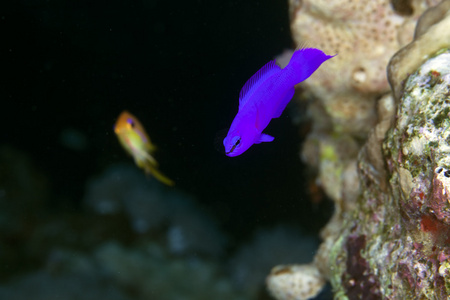 在红海的兰花 dottyback