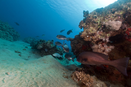 鱼和热带珊瑚礁在红海