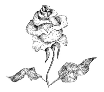 虚线的水墨风格的玫瑰花朵