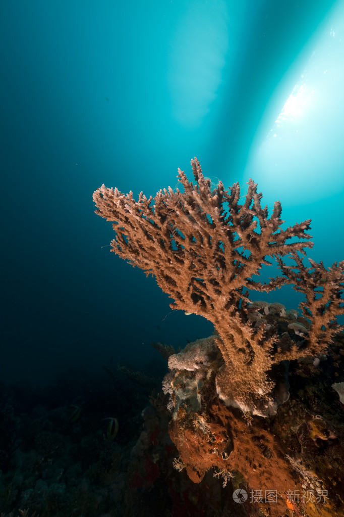 在红海的轴孔珊瑚和热带珊瑚礁