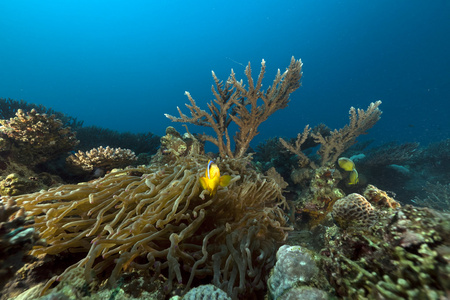 海葵和 anemonefish 在红海