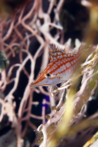 Longnose hawkfish oxycirrhites typus nel Mar Rosso de在德红海的 haw