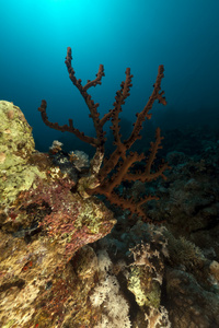 暗杯珊瑚卵球虫。