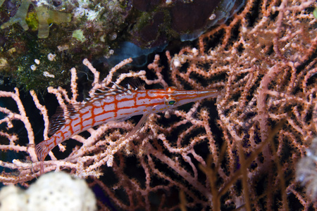 在红海 longnose hawkfish