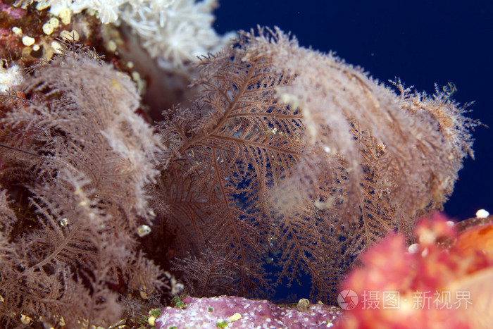 水积(sertularia sp.a)