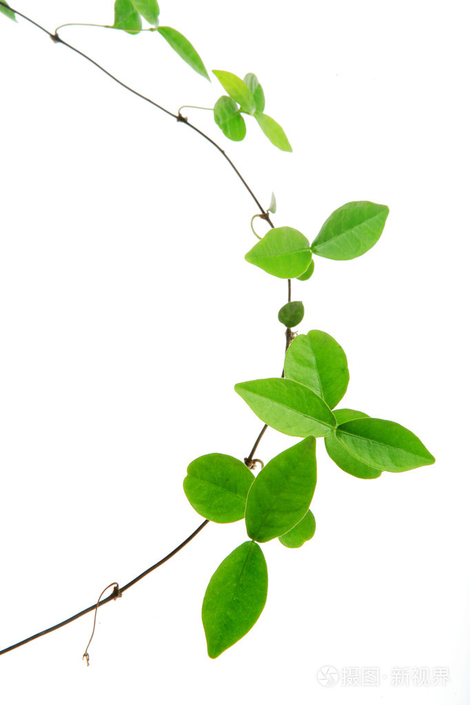 孤立在白色背景上的藤