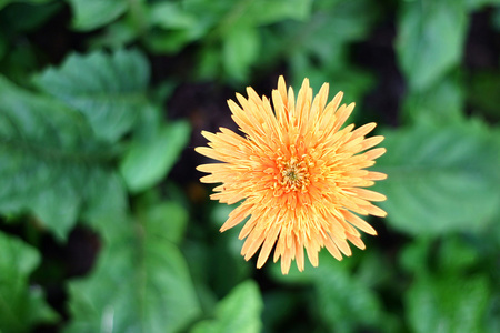 黄色非洲菊花卉