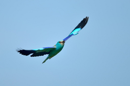 欧洲滚子 coracias garrulus 户外