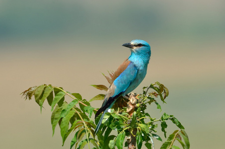 欧洲滚子 coracias garrulus 户外