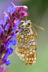自然生境中的蝴蝶梅丽塔菲比