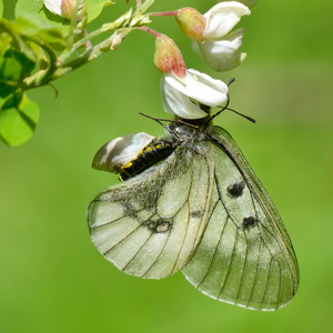 自然生境中的蝴蝶蝶