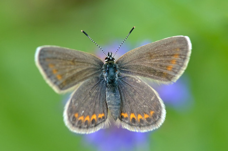 自然生境中的蝴蝶Plebe jusargus