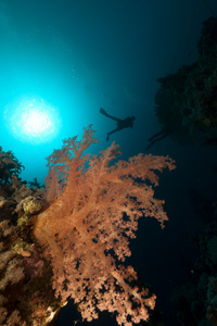 热带海底世界和潜水员在红海图片