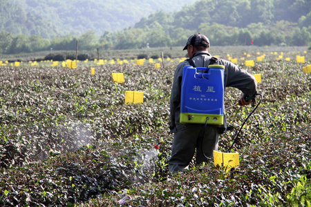 关于茶叶种植园工人