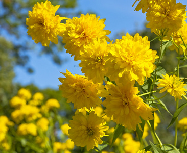 金光菊松果菊