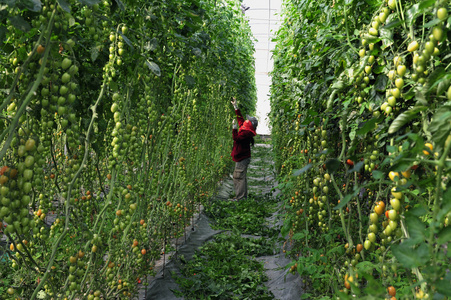 果园种植的西红柿树