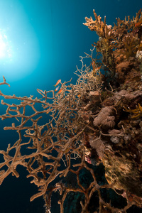 在红海点头角质珊瑚