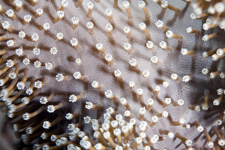 皮革珊瑚在红海的详细信息