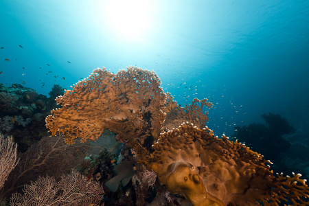 在红海中火珊瑚