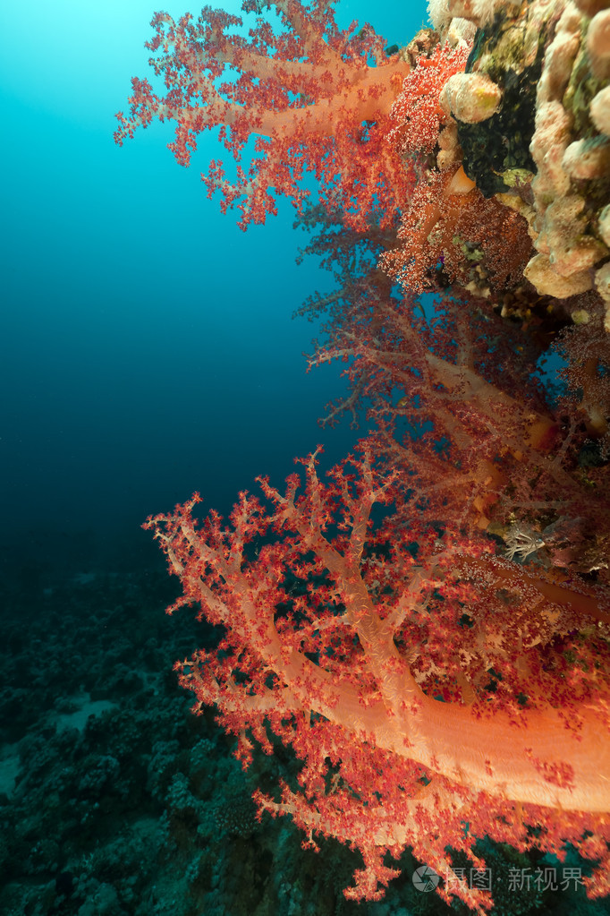 热带珊瑚礁和红海里的鱼